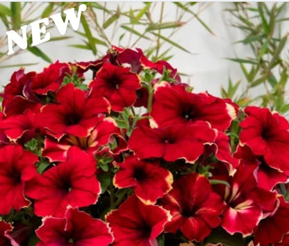 Petunia flowering seedling per dozen