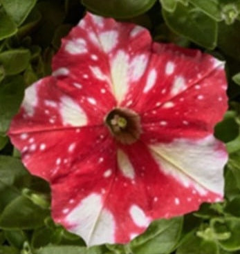 Petunia flowering seedling per dozen