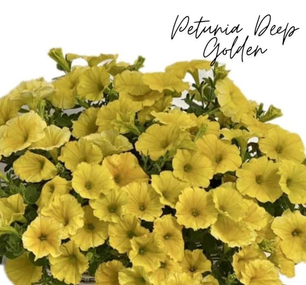 Petunia flowering seedling per dozen