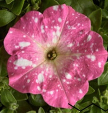 Petunia flowering seedling per dozen