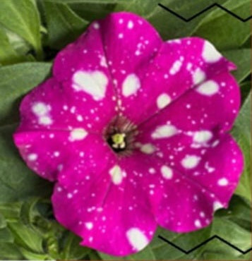 Petunia flowering seedling per dozen