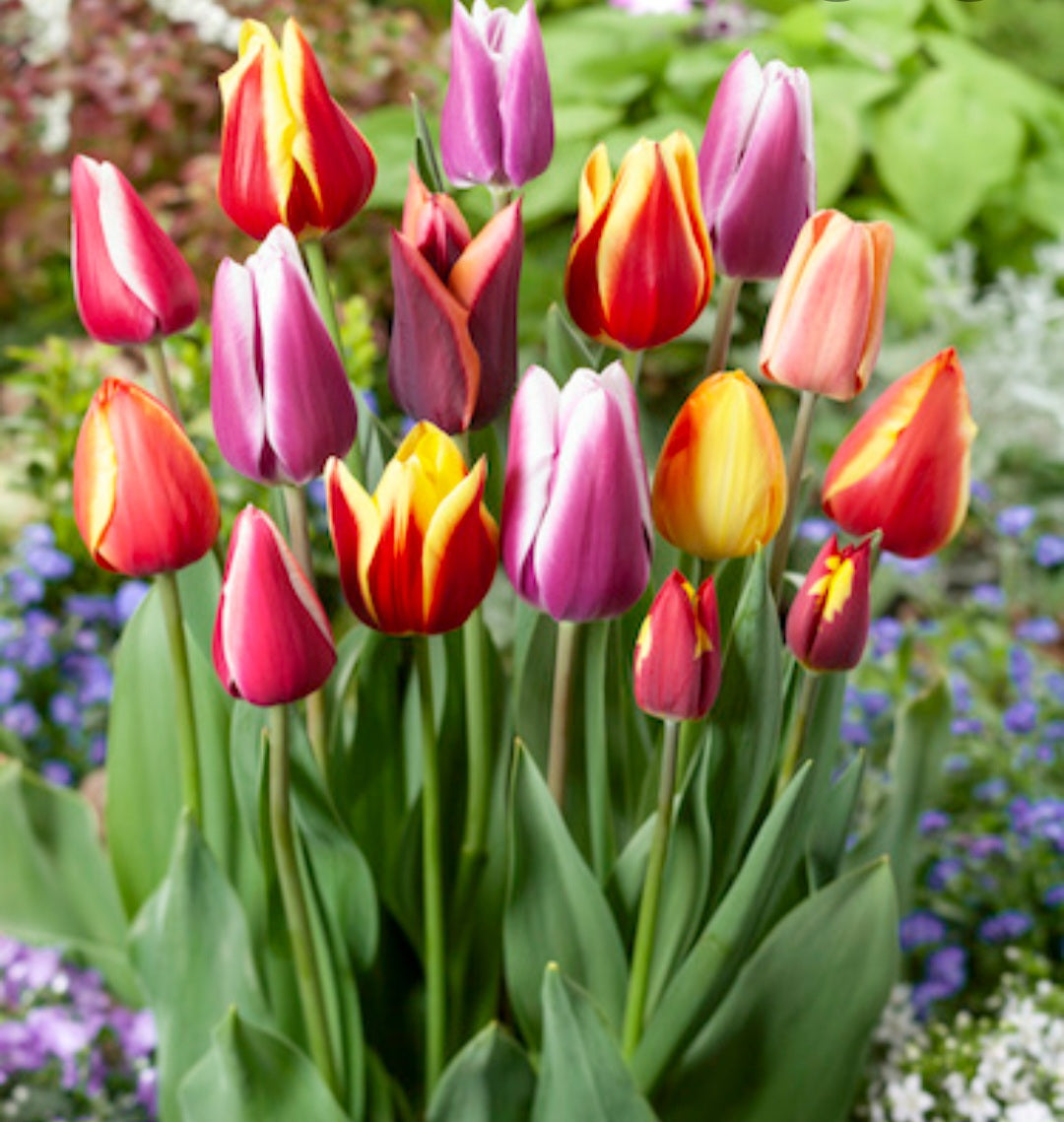 Tulip bulbs mix