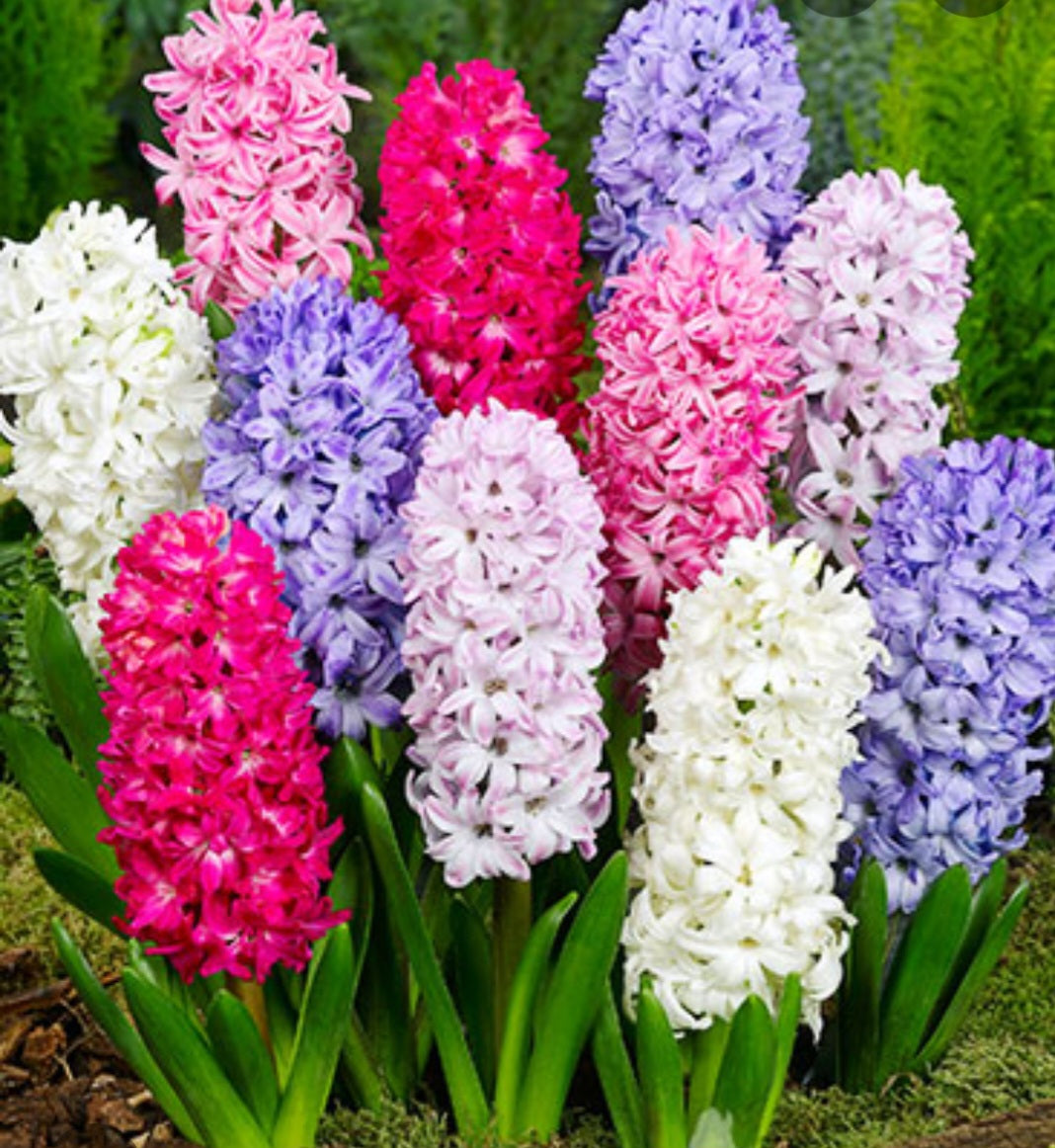 Hyacinths bulbs