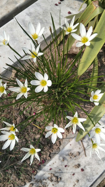 Rain lily bulb