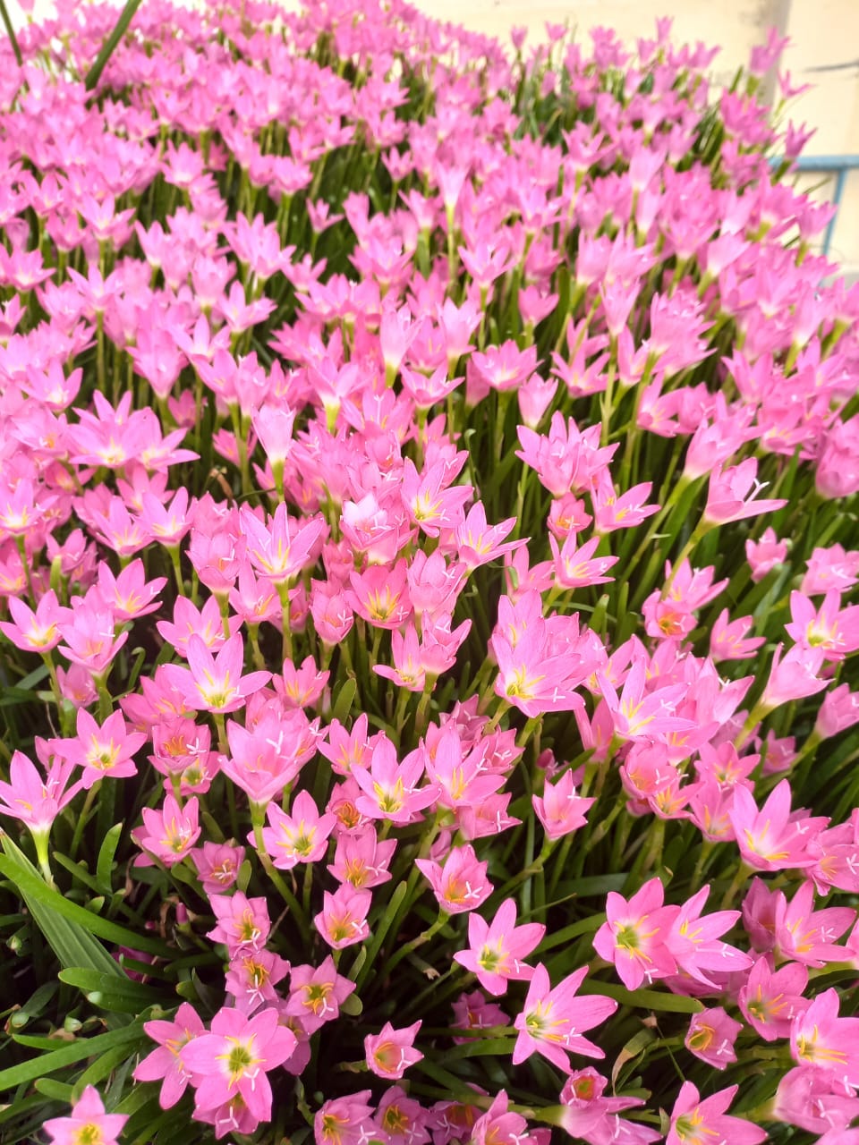Rain lily bulb