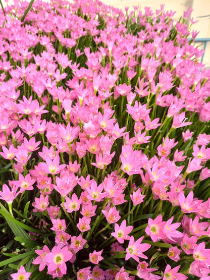 Rain lily bulb