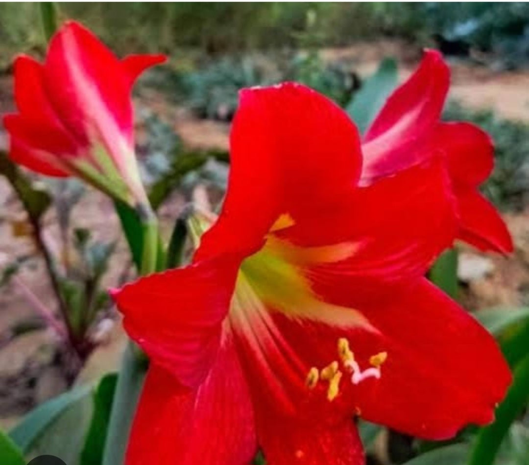 Amaryllis red single