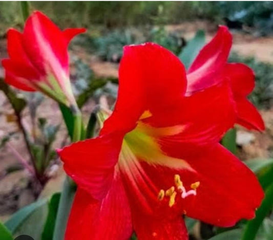 Amaryllis red single