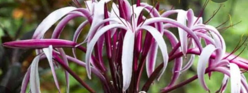 Crinum lily