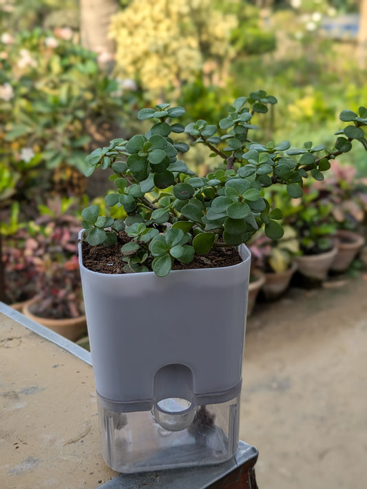 Tasbeh bail  (Jade plant )
