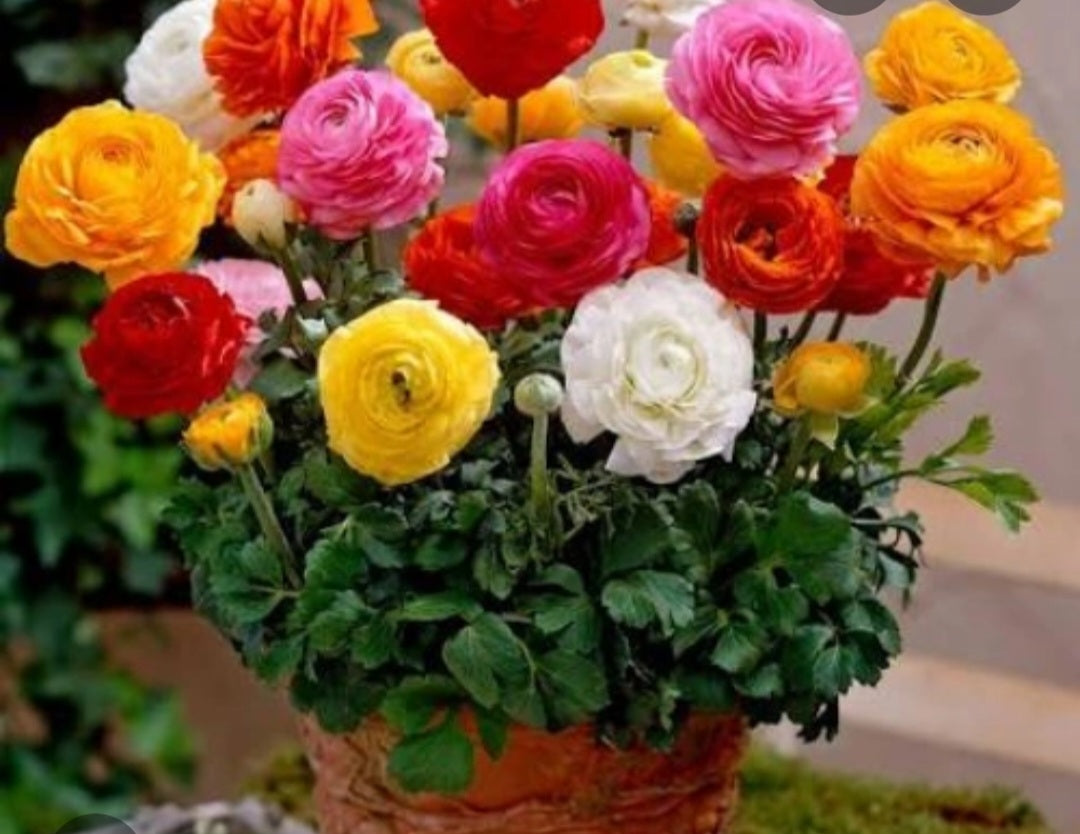 Ranunculus bulbs
