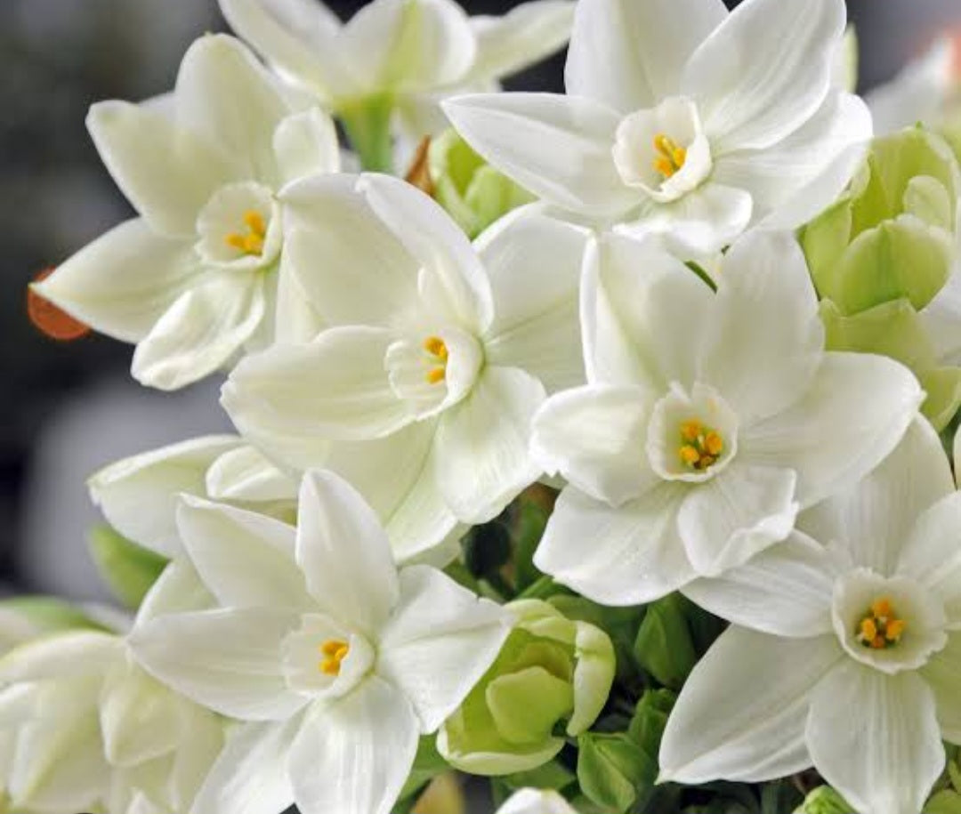 Paperwhite Narcissus bulbs