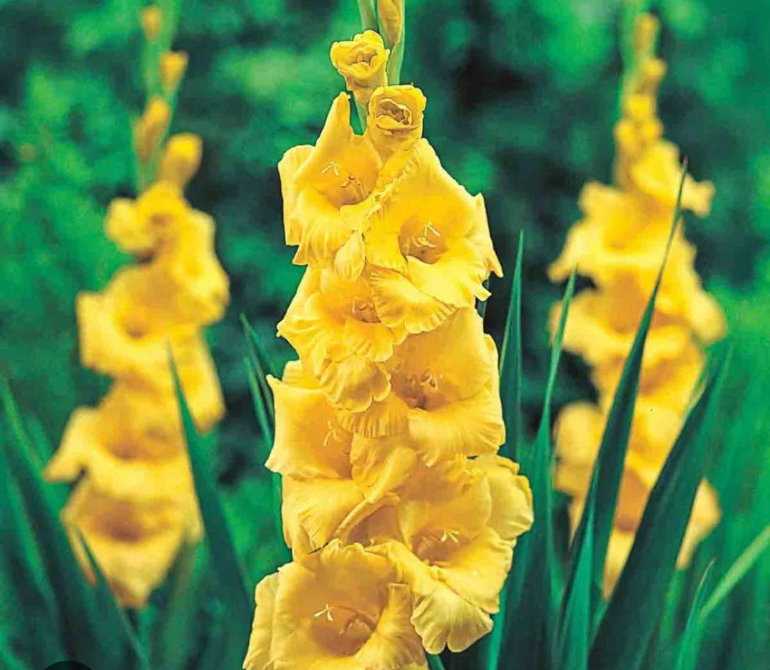 Gladiolas yellow
