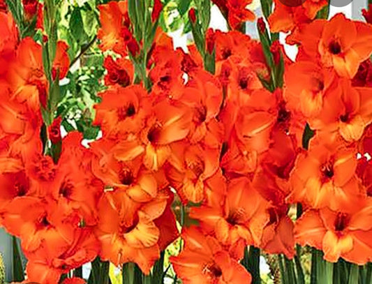 Gladiolas orange bulbs