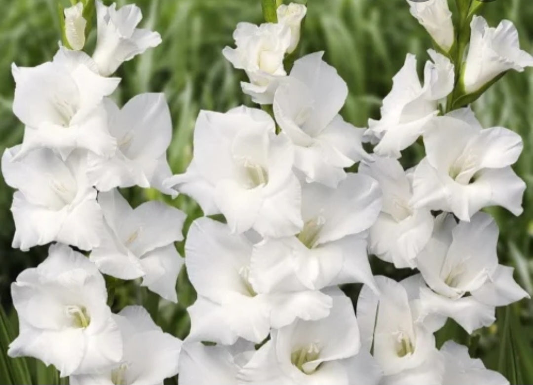 Gladiolas white bulbs
