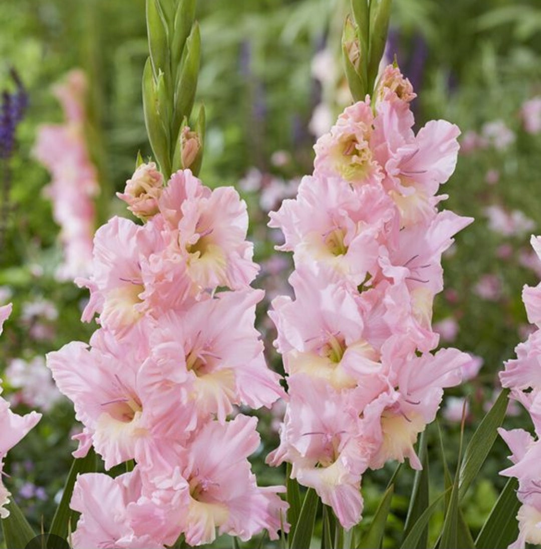 Gladiolas pink bulbs