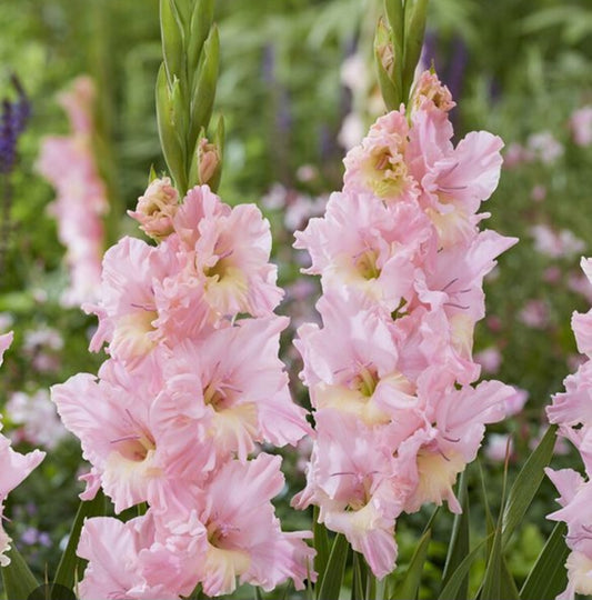 Gladiolas pink bulbs