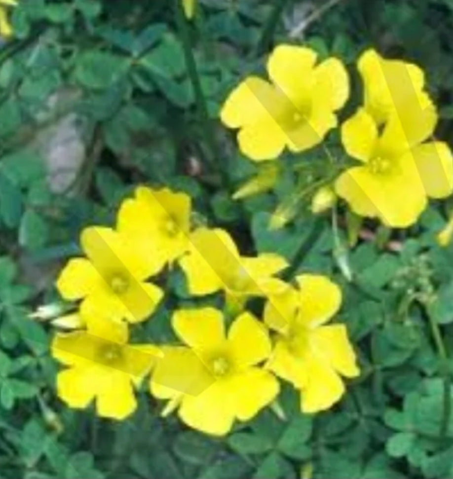 Oxalis yellow bulbs