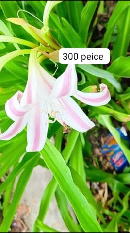 Crinum lily