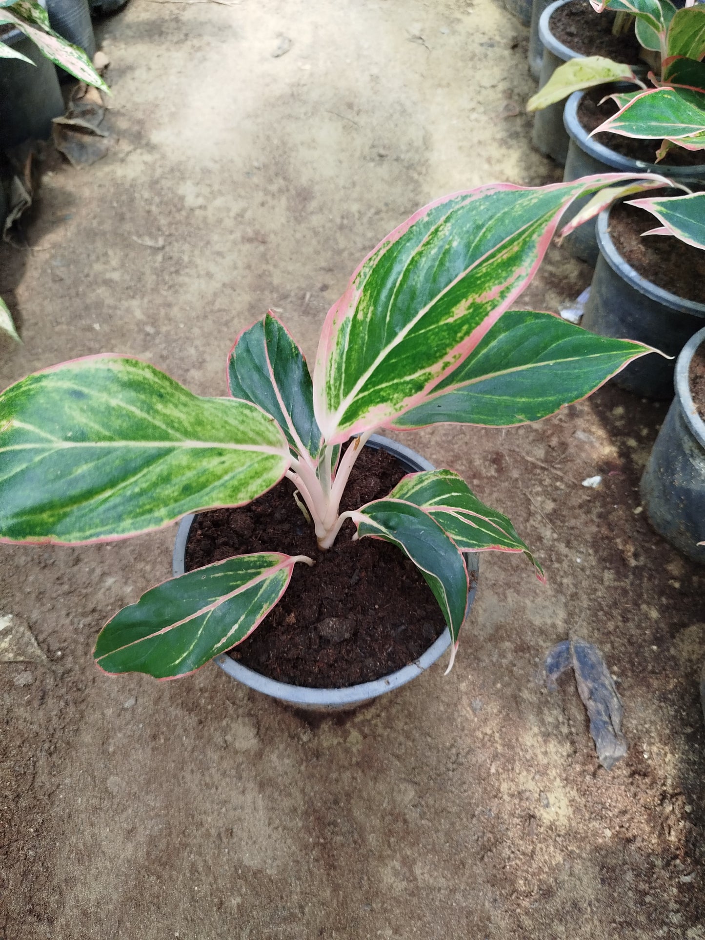 Aglaonema