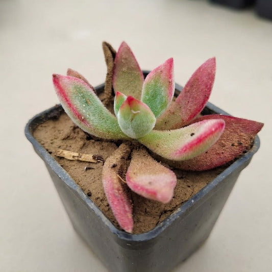 Harrmmsii