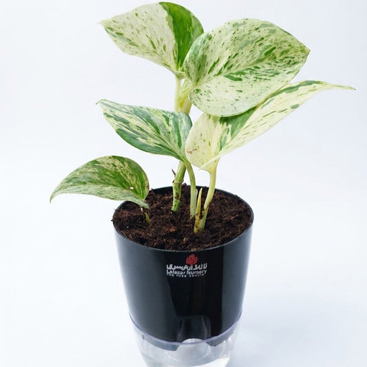 White money plant in self watering pots