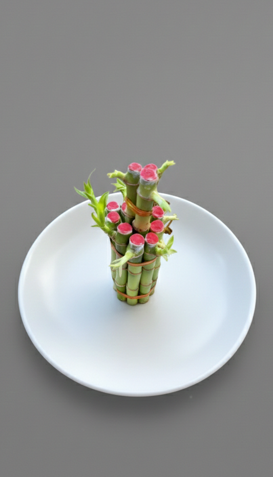 Lucky bamboo 2 step small