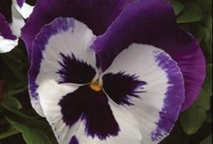 Pansy Paneeri Seedling