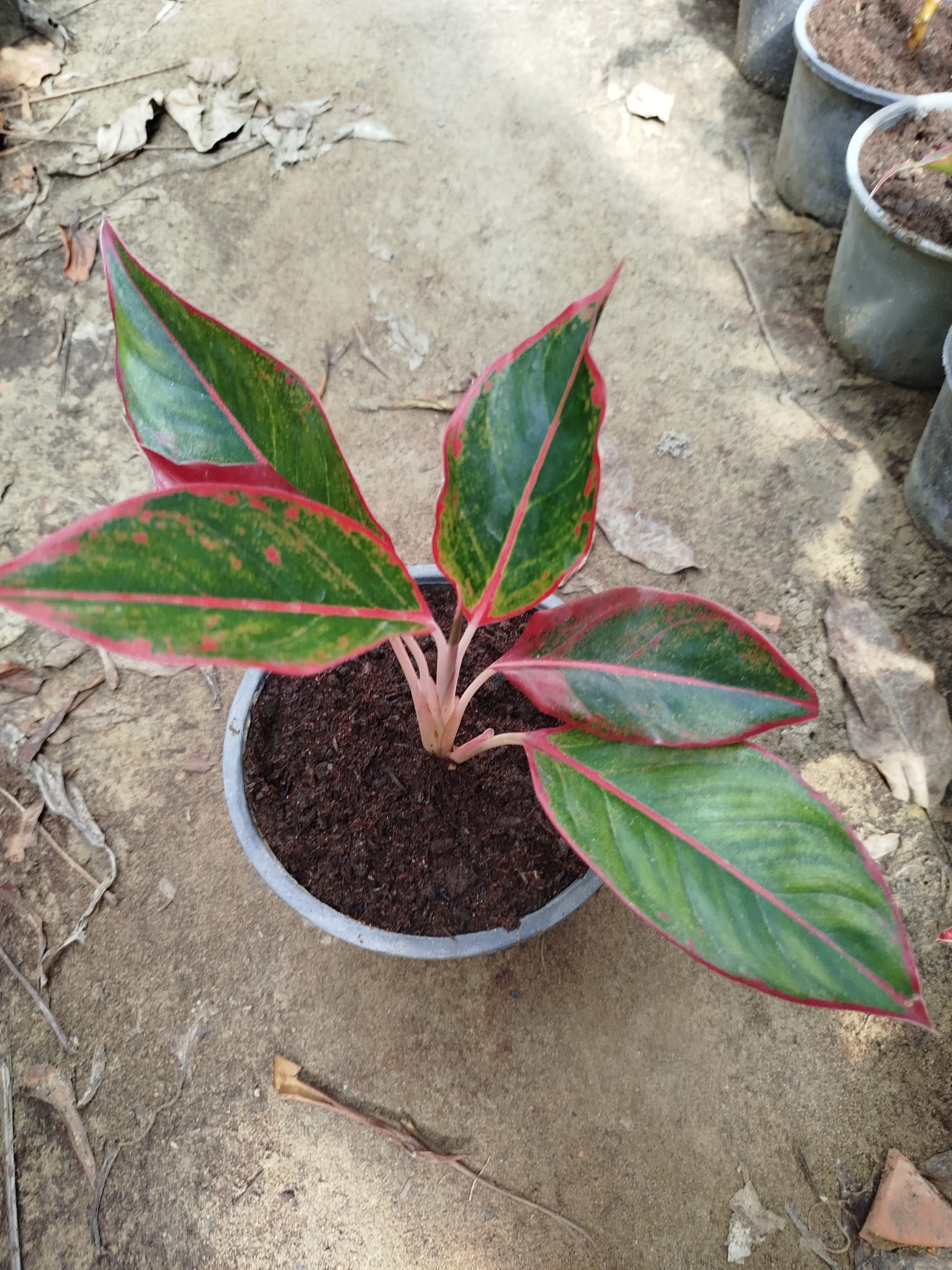 aglaonema costatum foxii Aglaonema – Lalazar Nursery