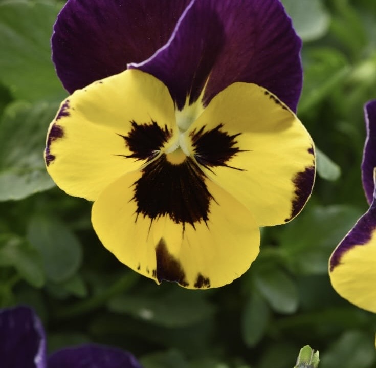 Pansy Paneeri Seedling