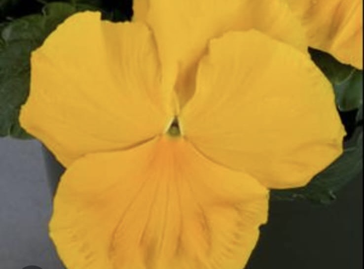 Pansy Paneeri Seedling