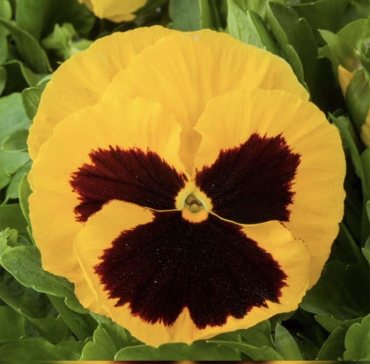 Pansy Paneeri Seedling