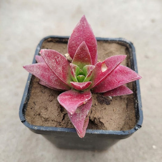 Dwarf campfire