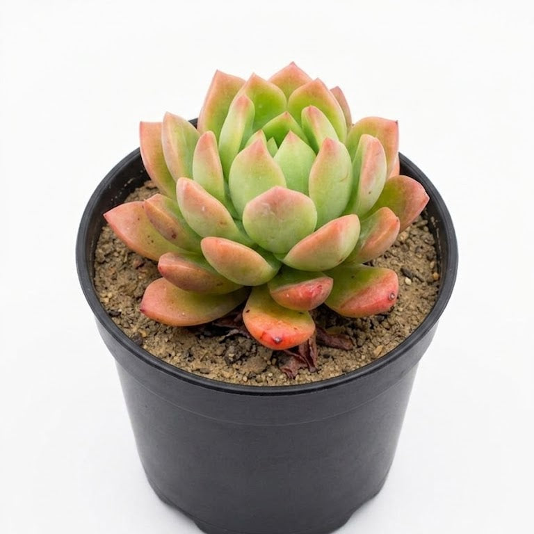 Sedum
