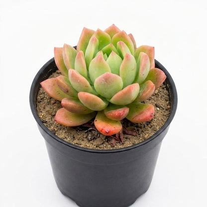 Sedum