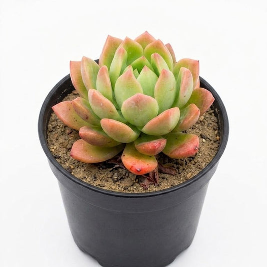 Sedum