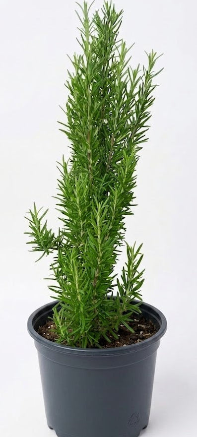 Rosemary