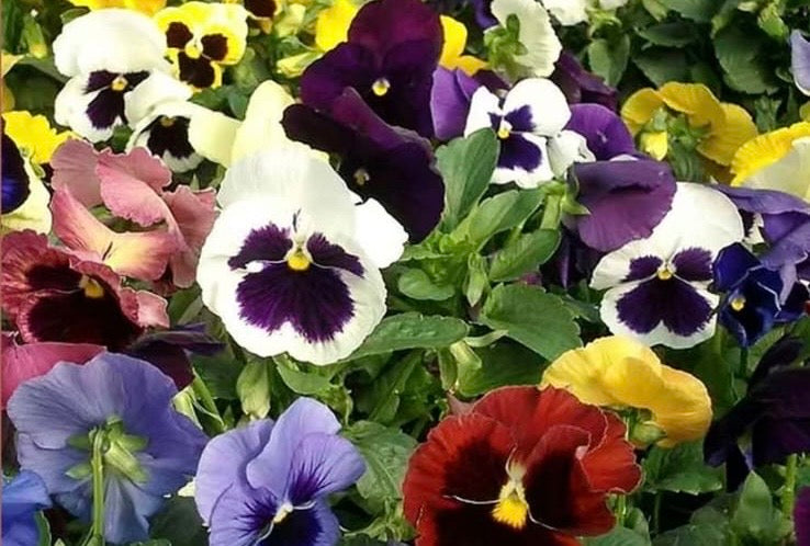 Pansy Paneeri Seedling