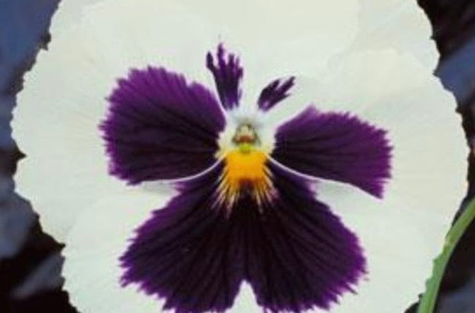 Pansy Paneeri Seedling