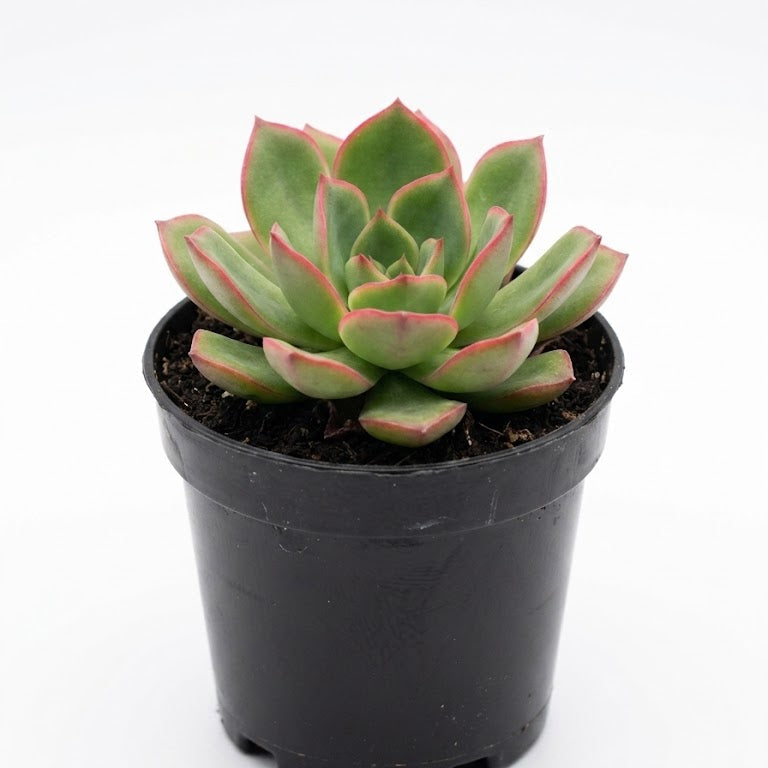 aenium kiwi