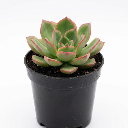 aenium kiwi