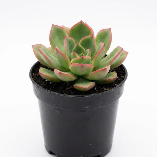 aenium kiwi