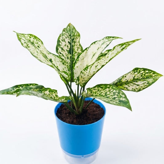 Aglaonema Foxi In Self Watering pot