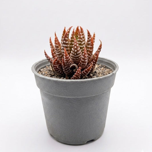 Haworthia