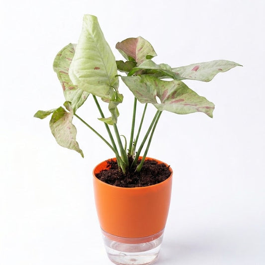 Syngonium in self watering pots