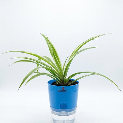 Spider plant