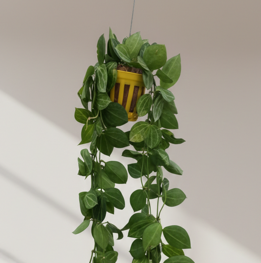 Dischidia watermelon