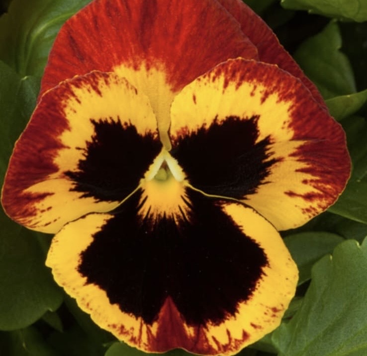 Pansy Paneeri Seedling