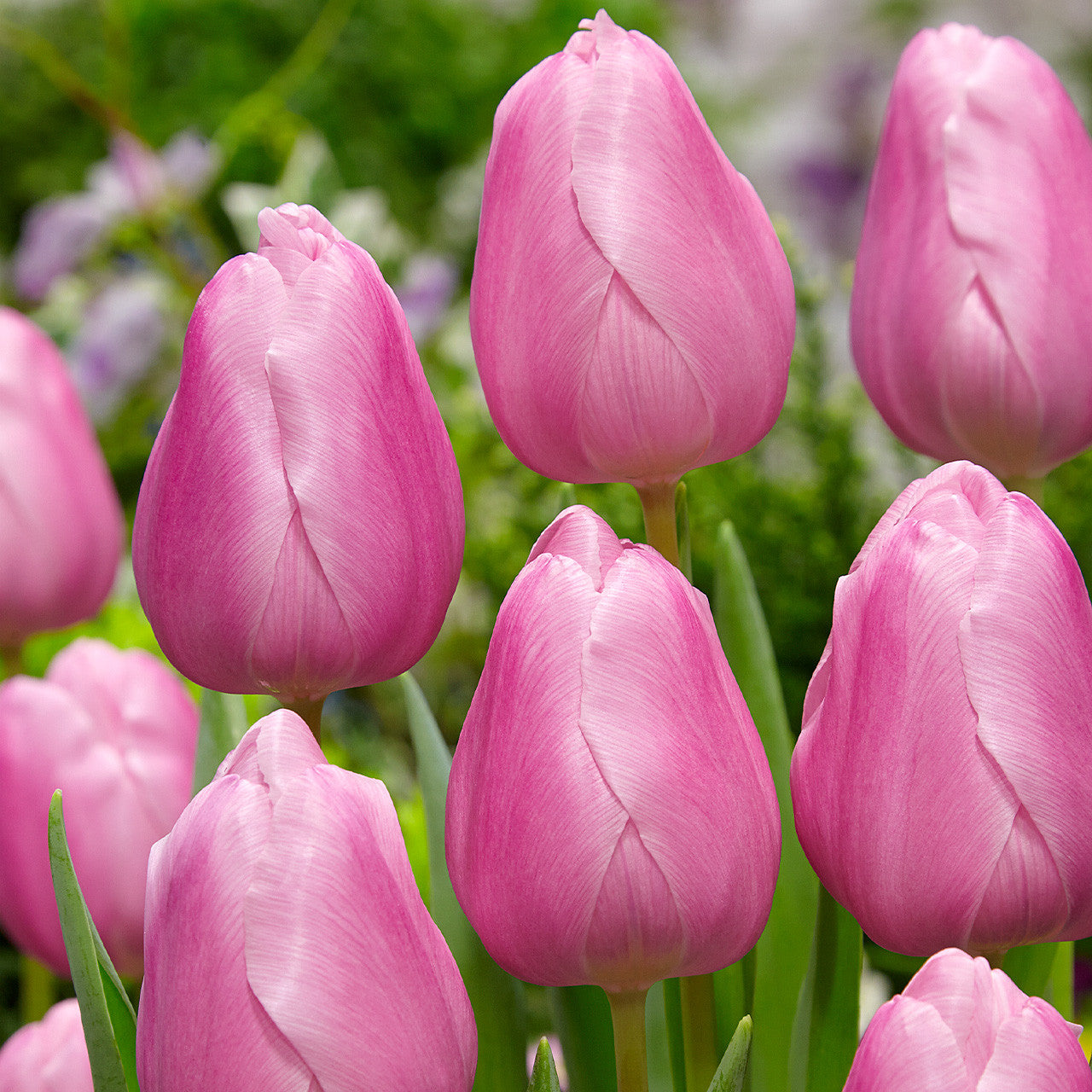 TULIP BULBS