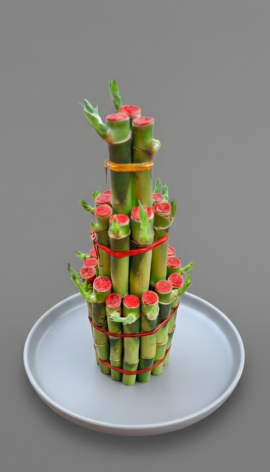 Lucky bamboo 3 step big
